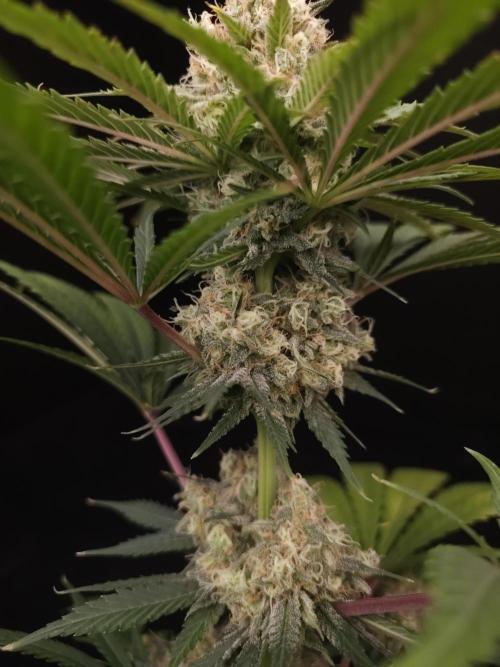 Snow White 2. Week 6