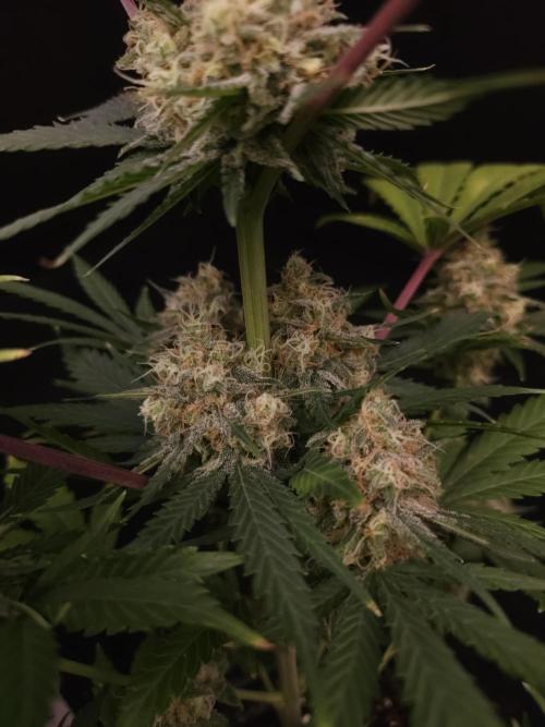 Snow White 2. Week 6
