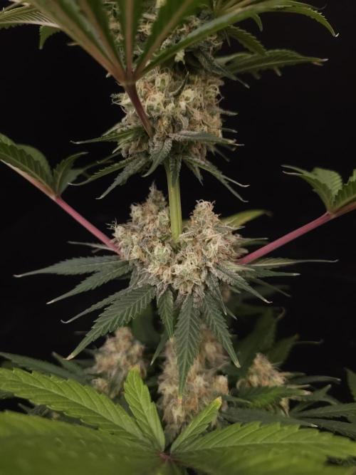 Snow White 2. Week 6