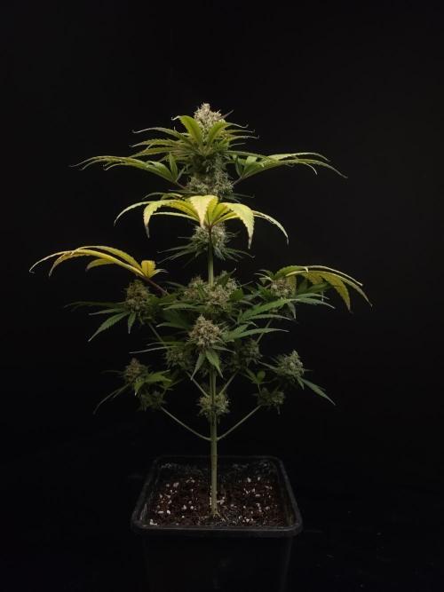 Snow White 2. Week 7