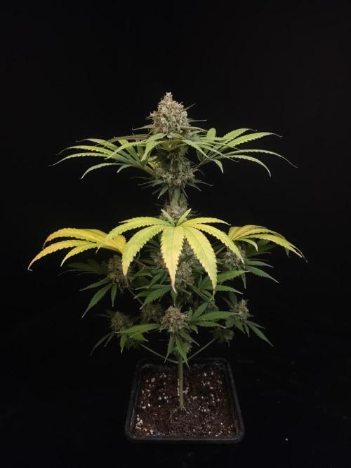 Snow White 2. Week 7