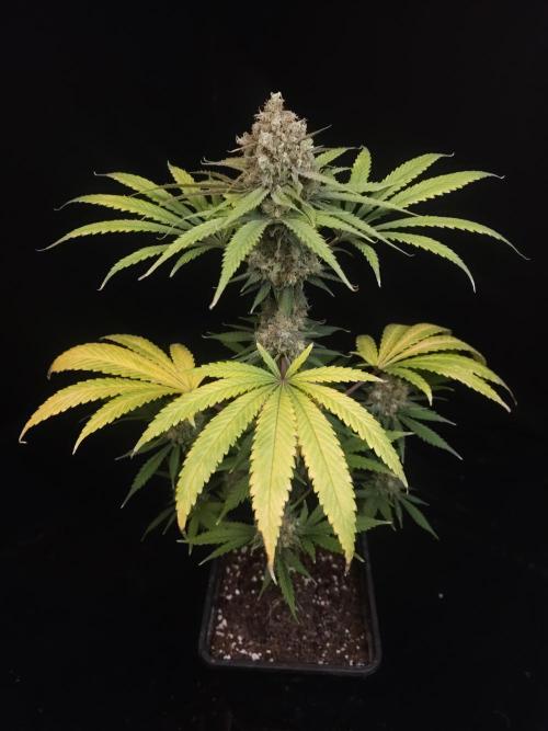 Snow White 2. Week 7