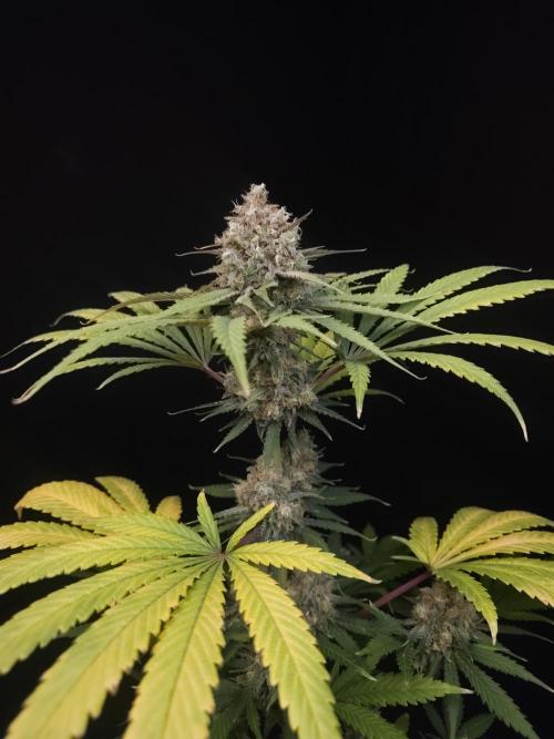 Snow White 2. Week 7