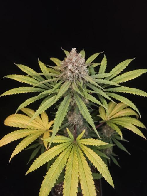 Snow White 2. Week 7