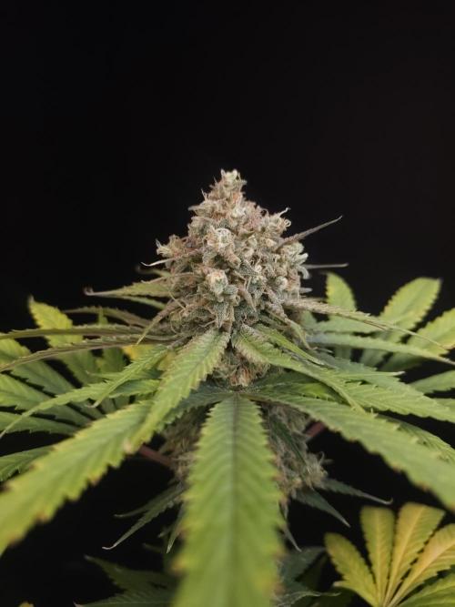 Snow White 2. Week 7