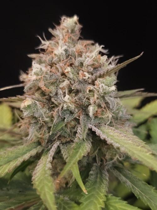 Snow White 2. Week 7