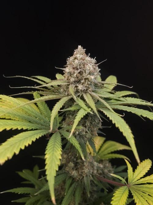 Snow White 2. Week 7