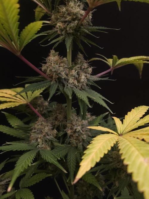 Snow White 2. Week 7