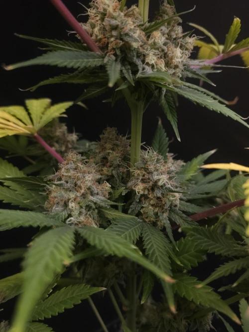 Snow White 2. Week 7