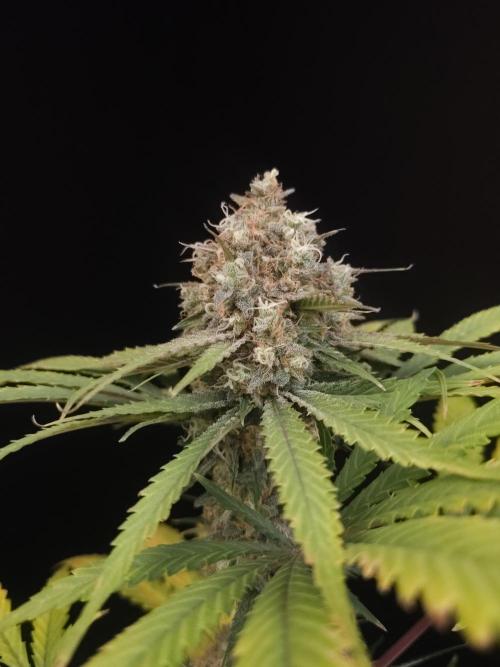 Snow White 2. Week 7