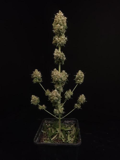 Snow White 2. Week 8