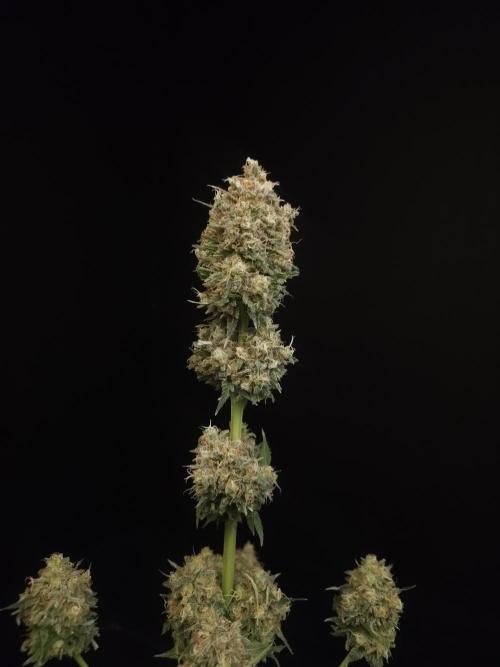Snow White 2. Week 8