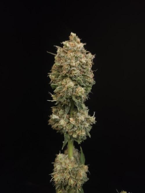 Snow White 2. Week 8