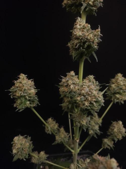 Snow White 2. Week 8