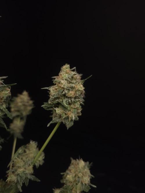 Snow White 2. Week 8