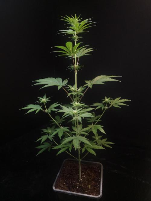 Skunk 2. Week 1