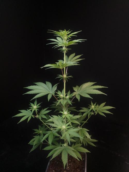 Skunk 2. Week 1