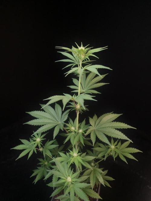 Skunk 2. Week 1