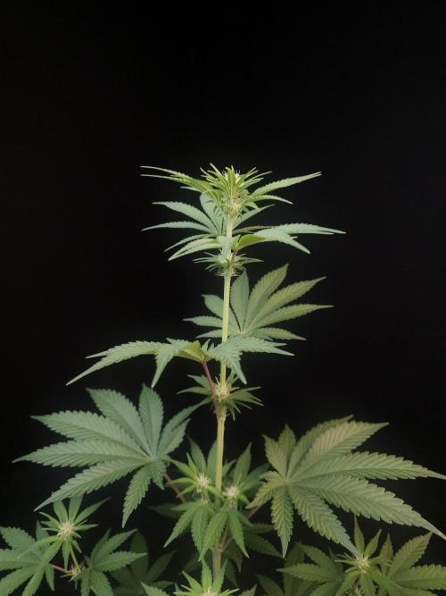 Skunk 2. Week 1
