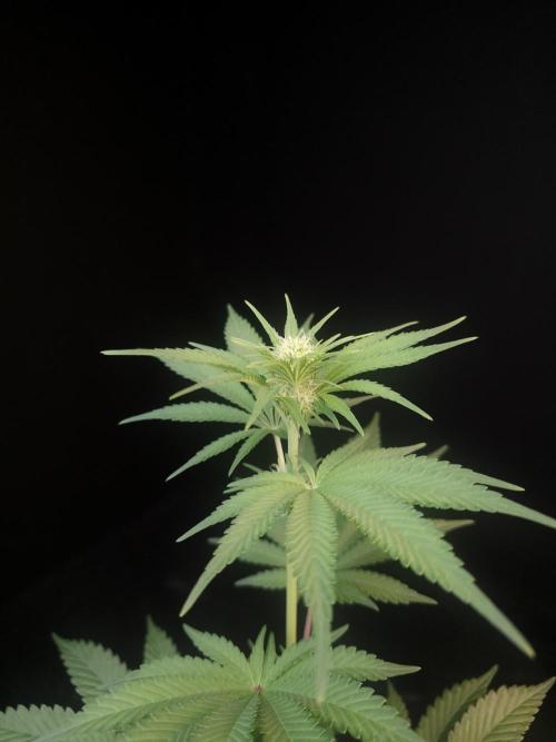 Skunk 2. Week 1