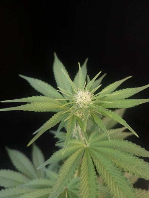 Skunk 2. Week 1