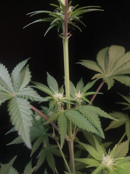 Skunk 2. Week 1