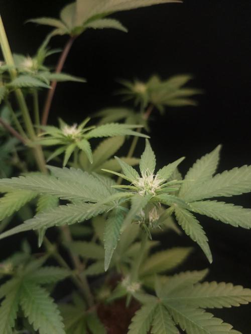 Skunk 2. Week 1