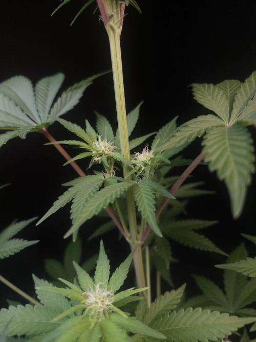 Skunk 2. Week 1