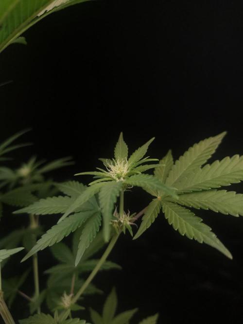 Skunk 2. Week 1