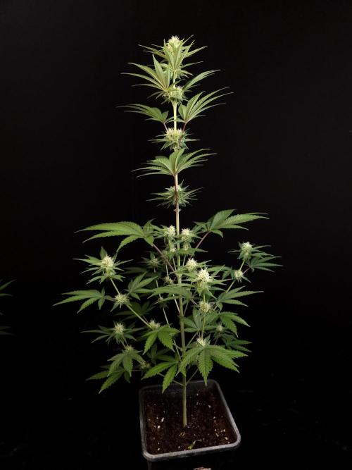 Skunk 2. Week 2