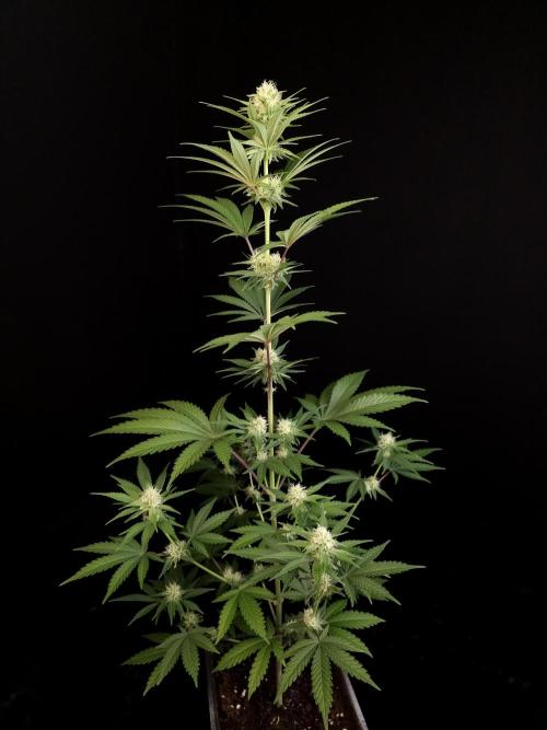 Skunk 2. Week 2