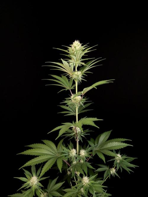 Skunk 2. Week 2