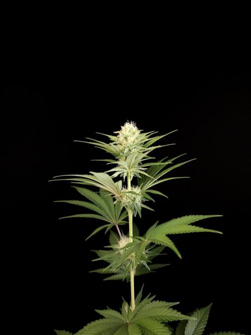 Skunk 2. Week 2