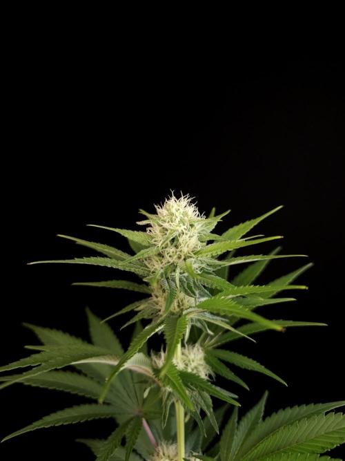 Skunk 2. Week 2