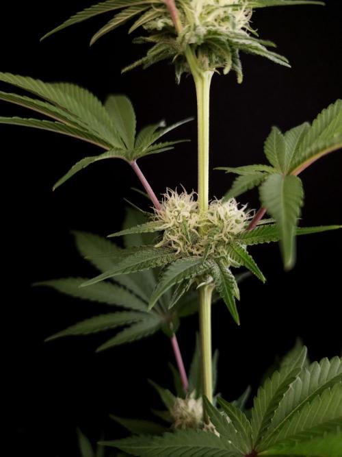 Skunk 2. Week 2