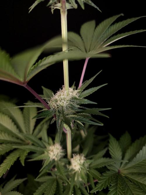 Skunk 2. Week 2