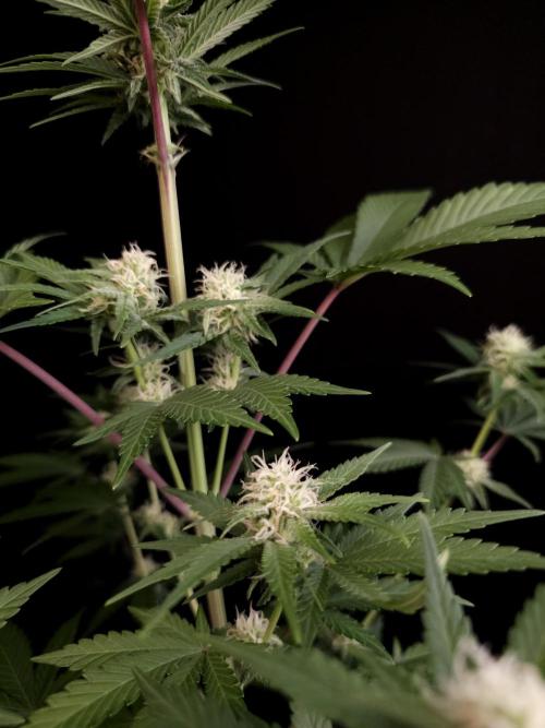 Skunk 2. Week 2