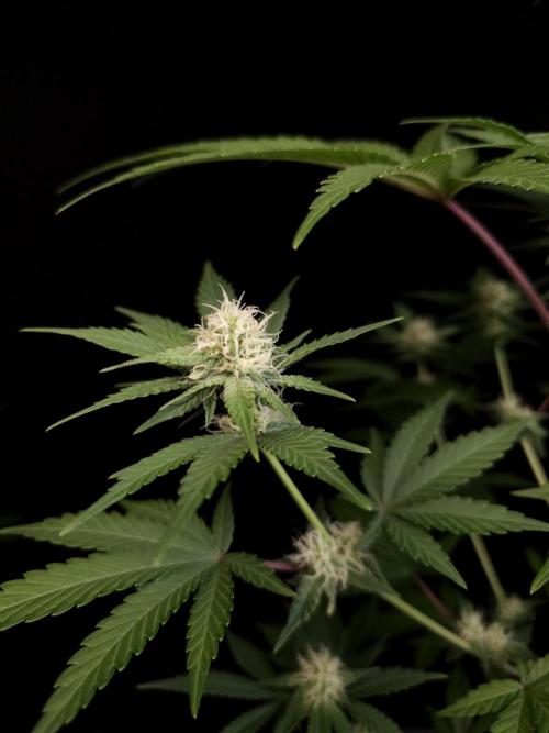 Skunk 2. Week 2