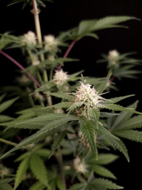 Skunk 2. Week 2