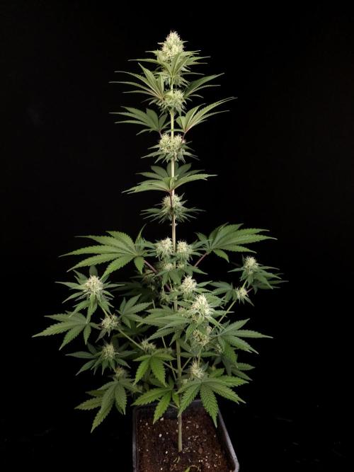 Skunk 2. Week 3