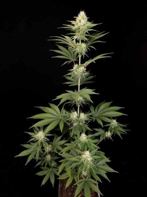 Skunk 2. Week 3