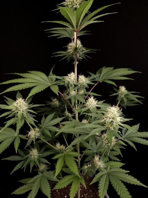 Skunk 2. Week 3