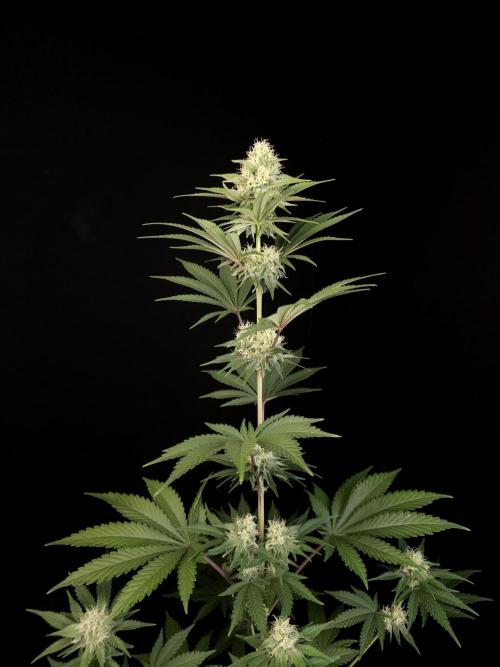 Skunk 2. Week 3
