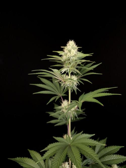 Skunk 2. Week 3