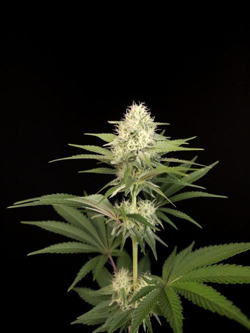 Skunk 2. Week 3