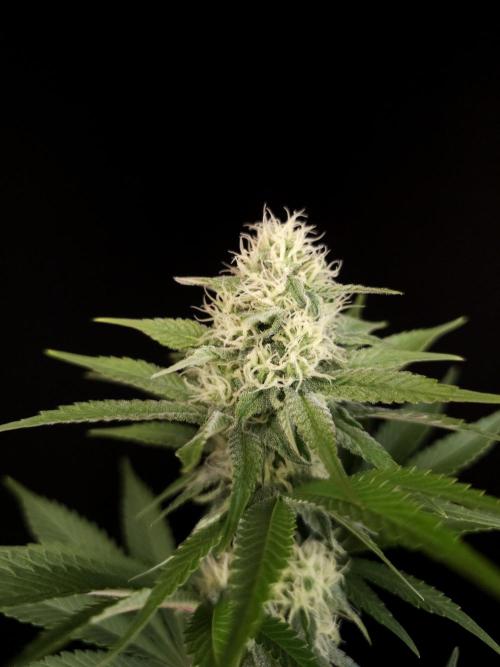 Skunk 2. Week 3