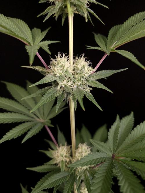 Skunk 2. Week 3