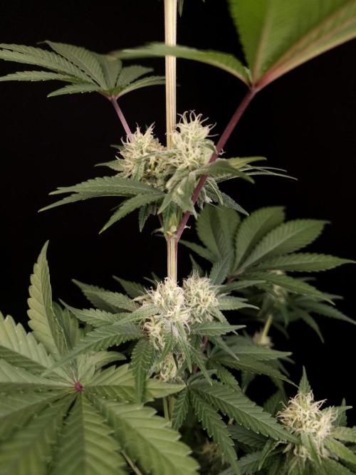 Skunk 2. Week 3