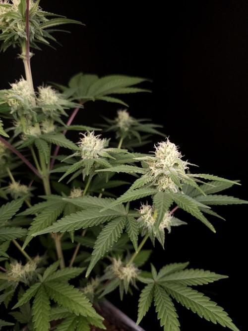 Skunk 2. Week 3