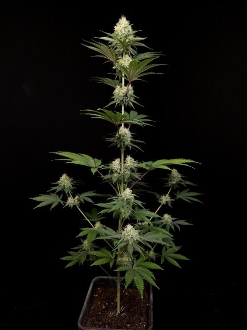 Skunk 2. Week 4